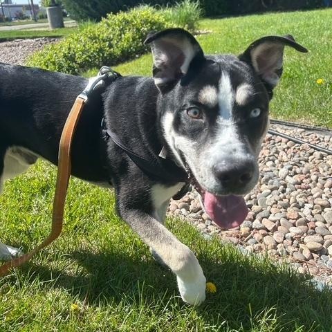 Louie photo 1