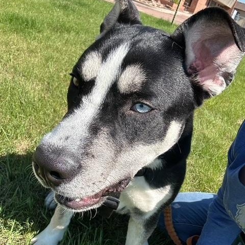 Louie photo 4