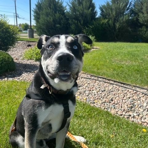 Louie photo 3