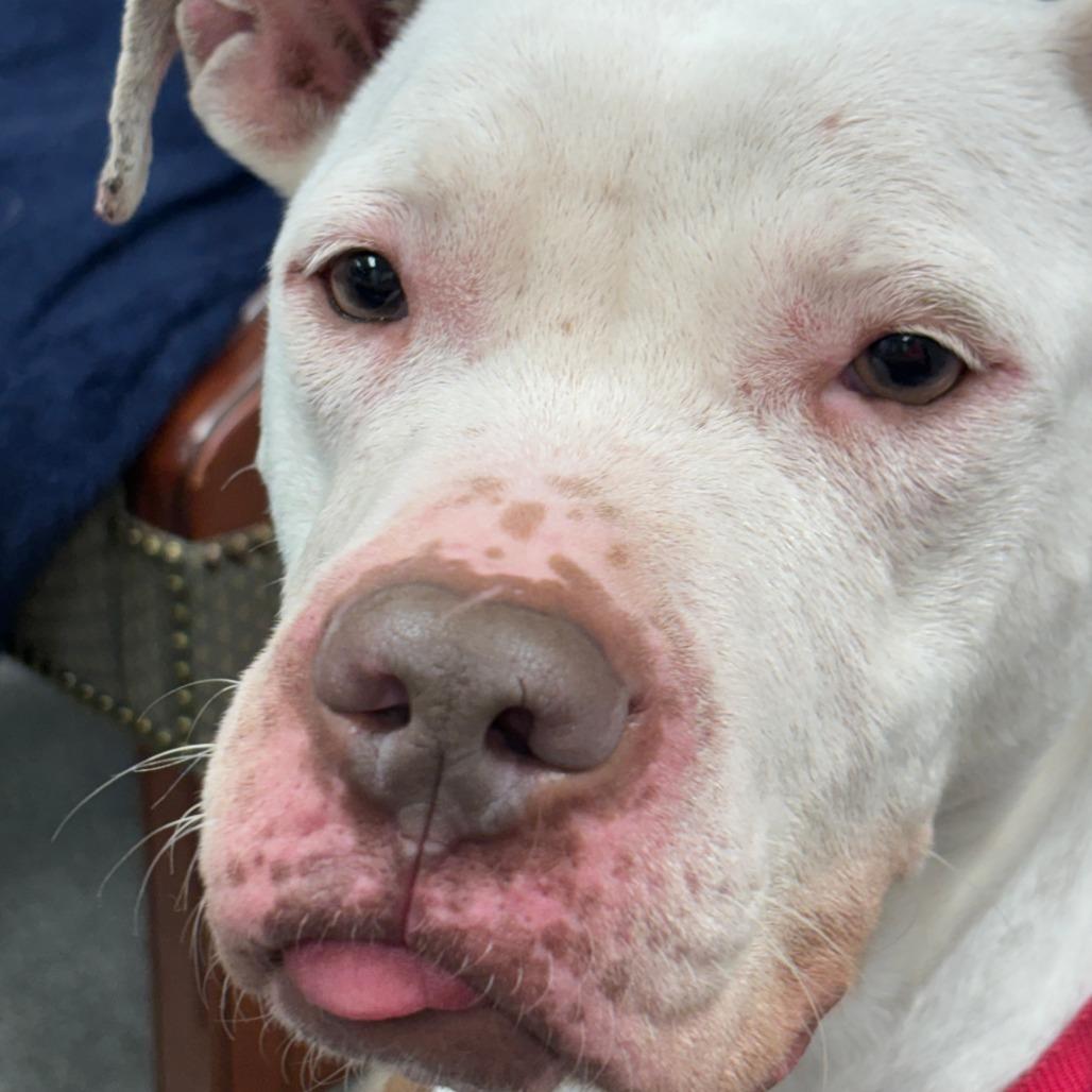 Dove, Adoptable, Adult Female Mixed Breed.