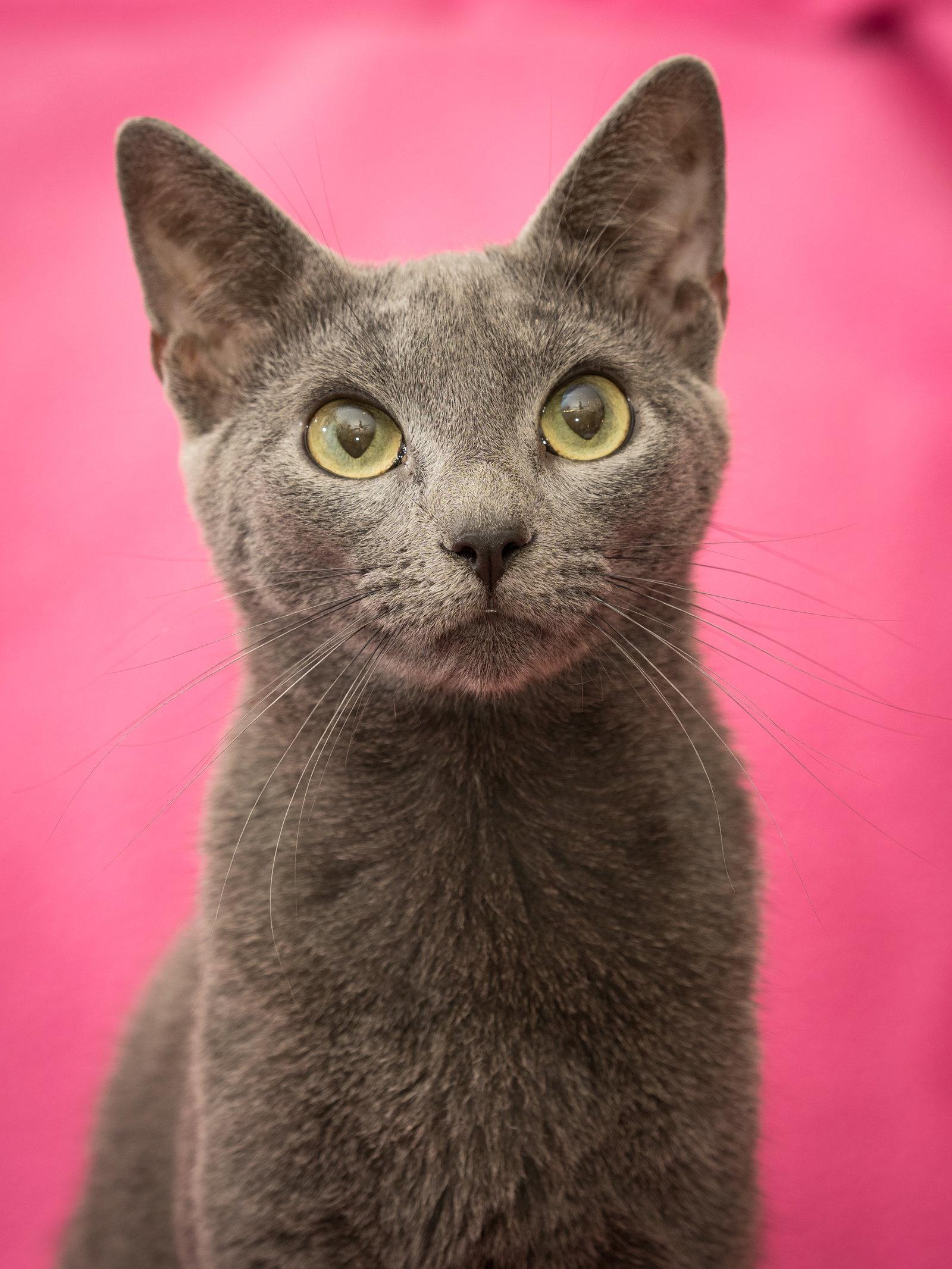 Lars, Adoptable, Young Male Domestic Short Hair.