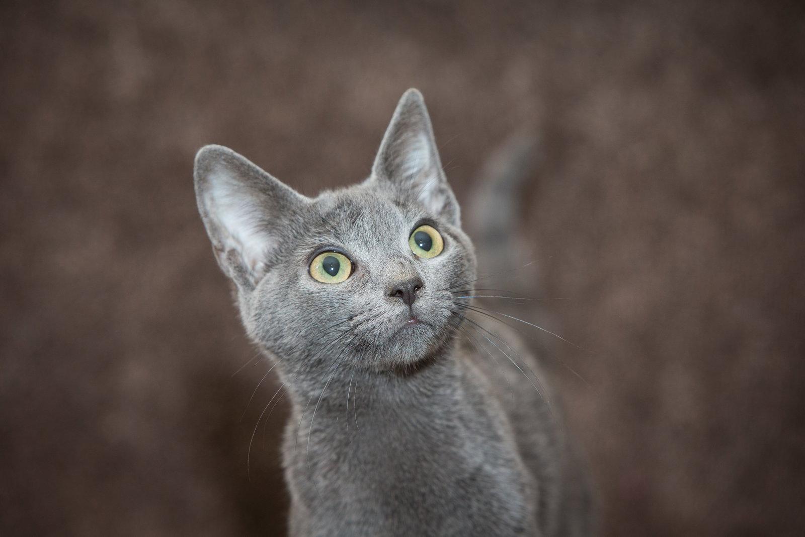 Enlarge Lars, a Adoptable Domestic Short Hair in Enterprise, FL image 2/2