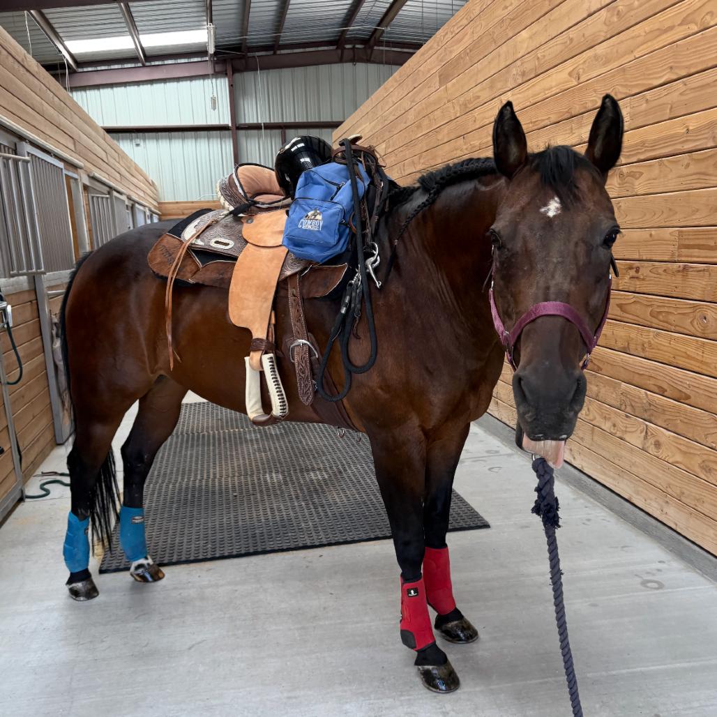 Misty, Adoptable, Senior Female Quarterhorse.