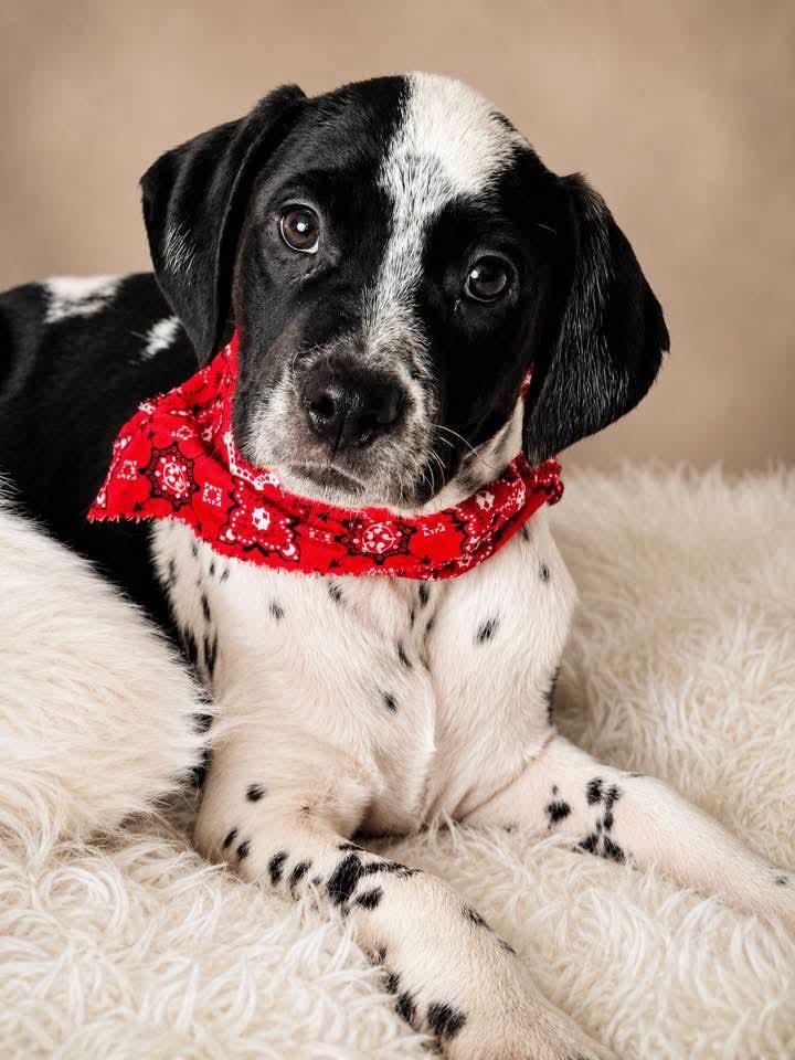 Karen, a ADOPTABLE mixed breed in Jacksonville, FL image 1/2