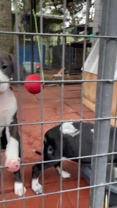 Enlarge Karen, a ADOPTABLE mixed breed in Jacksonville, FL video 2/2