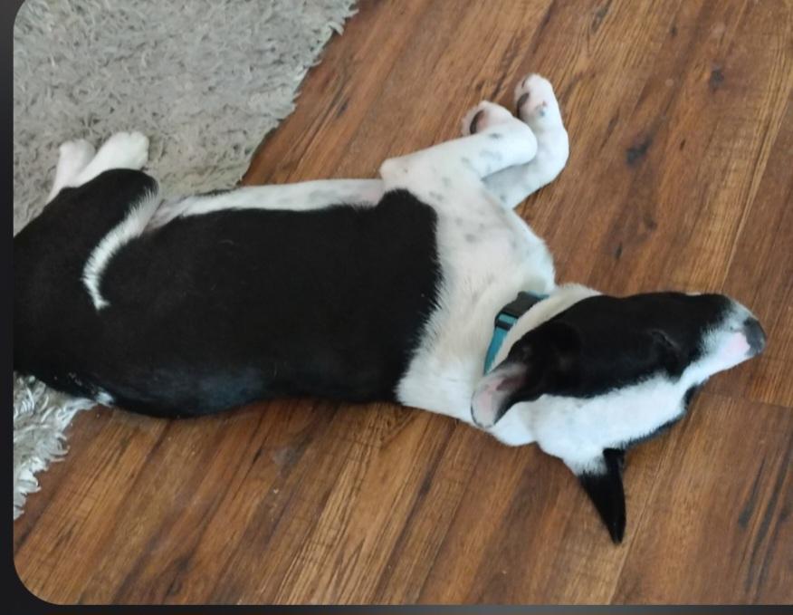 Enlarge SB, an adopted mixed breed in Phoenixville, PA image 2/6