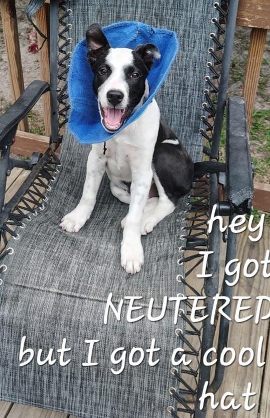Enlarge SB, an adopted mixed breed in Phoenixville, PA image 1/6