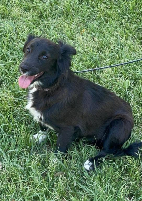 ATOM, a Adoptable mixed breed in Santa Monica, CA image 2/2