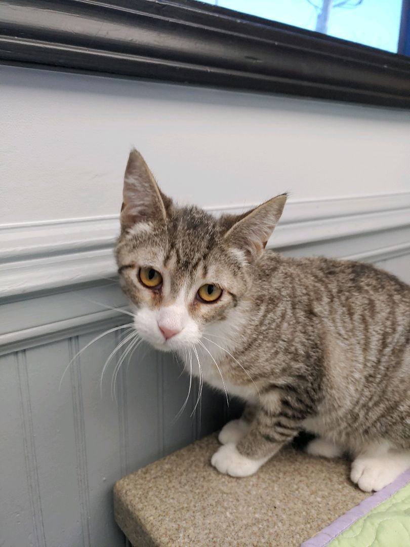 Enlarge Benny, a Adopted Tabby in Mission, KS image 1/2