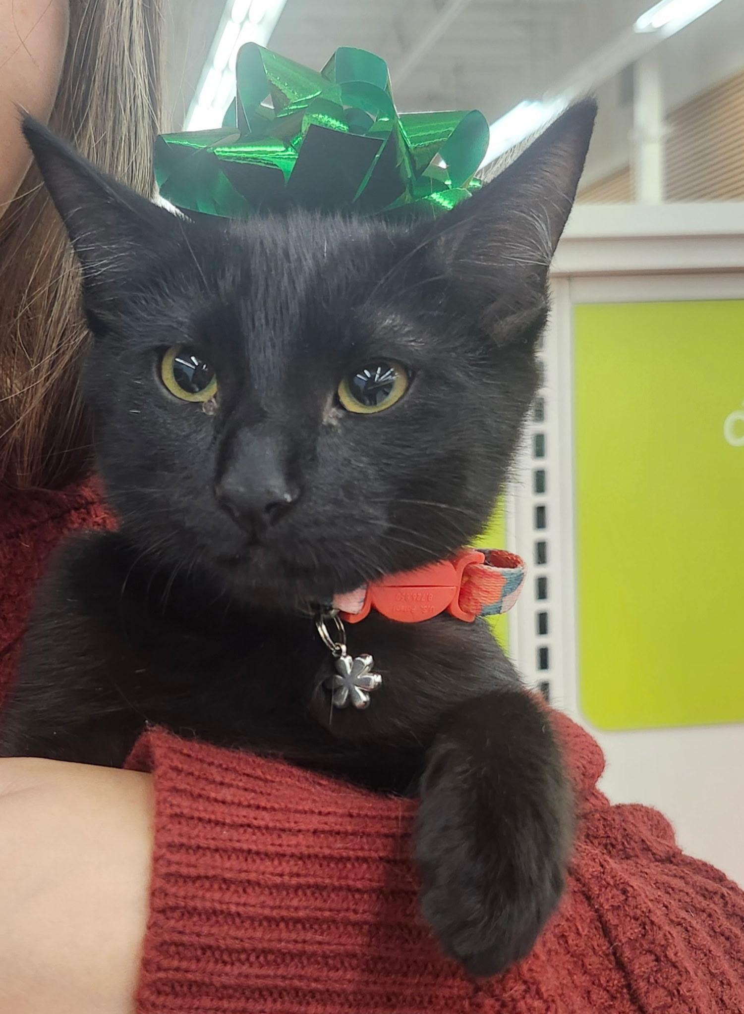 Enlarge Claudette, a Adoptable Domestic Short Hair in Brentwood, CA image 1/1