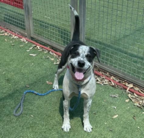 PARIS, Adoptable, Adult Female Catahoula Leopard Dog.