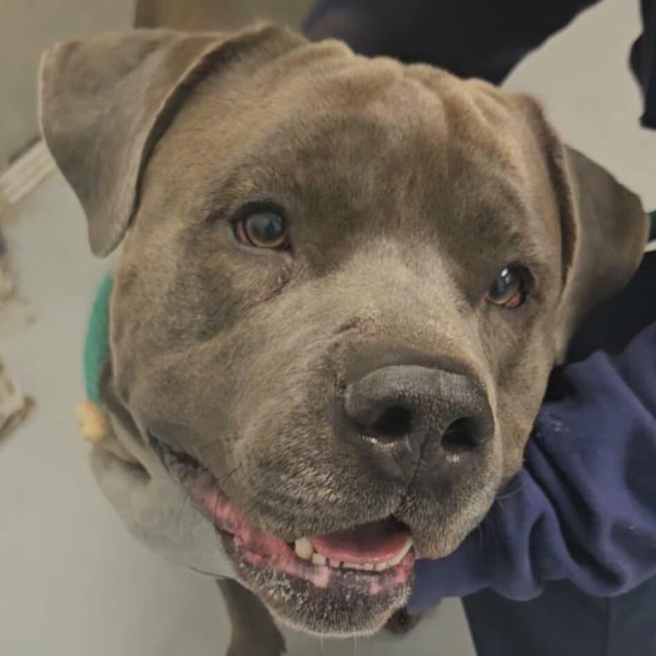 Syah, a Adoptable Mixed Breed in Philadelphia, PA image 1/5