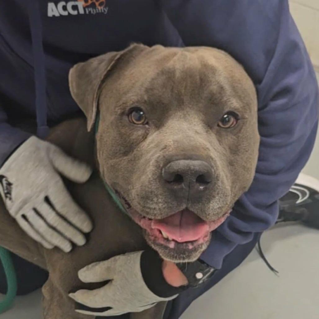 Syah, a Adoptable Mixed Breed in Philadelphia, PA image 2/5