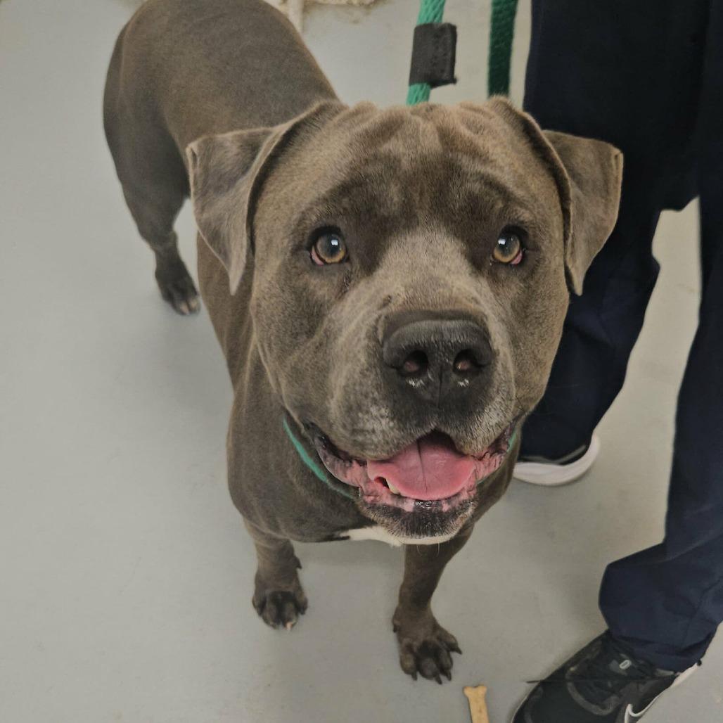 Syah, Adoptable, Adult Male Mixed Breed.