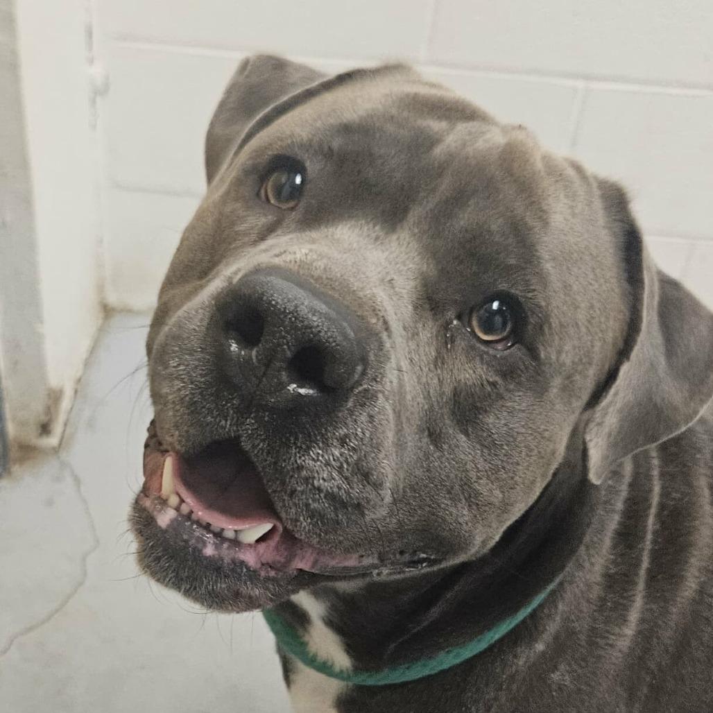 Syah, a Adoptable Mixed Breed in Philadelphia, PA image 3/5