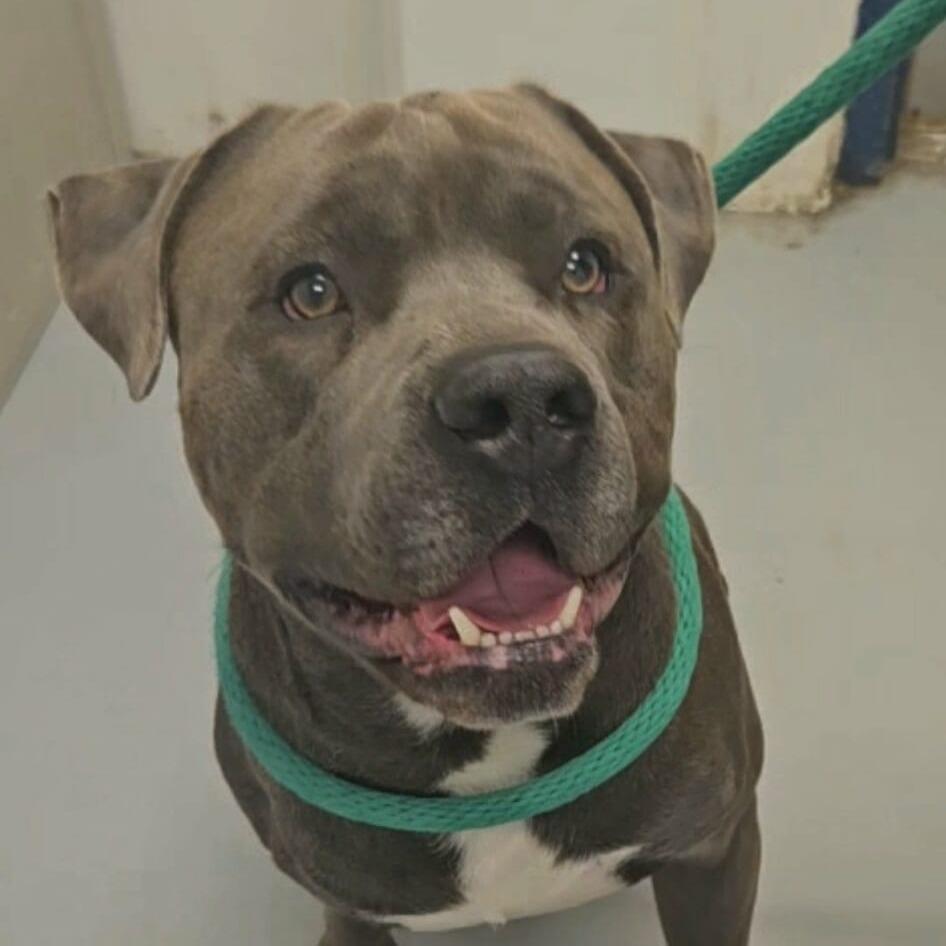 Syah, a Adoptable Mixed Breed in Philadelphia, PA image 4/5