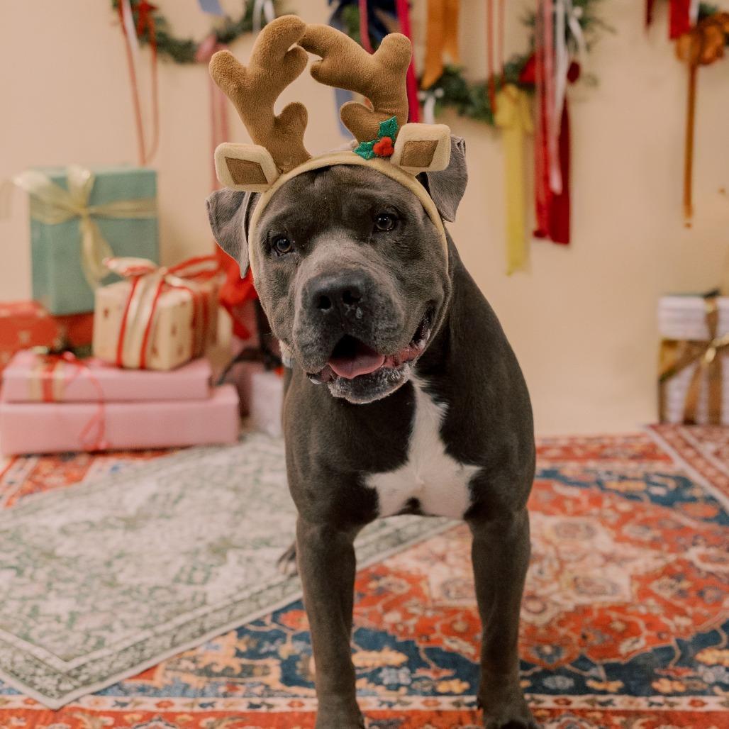 Syah, a Adoptable Mixed Breed in Philadelphia, PA image 5/5