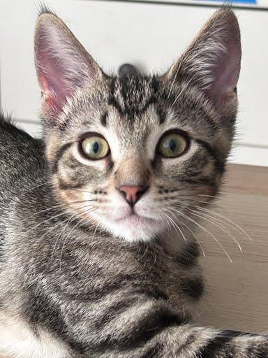 Enlarge Bartholomew, a Adoptable mixed breed in Sacramento, CA image 2/5