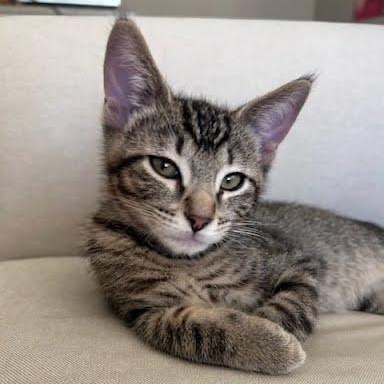 Bartholomew, Adoptable, Kitten Male Tabby & Domestic Short Hair.