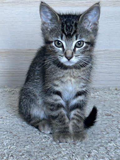 Enlarge Bartholomew, a Adoptable mixed breed in Sacramento, CA image 5/5
