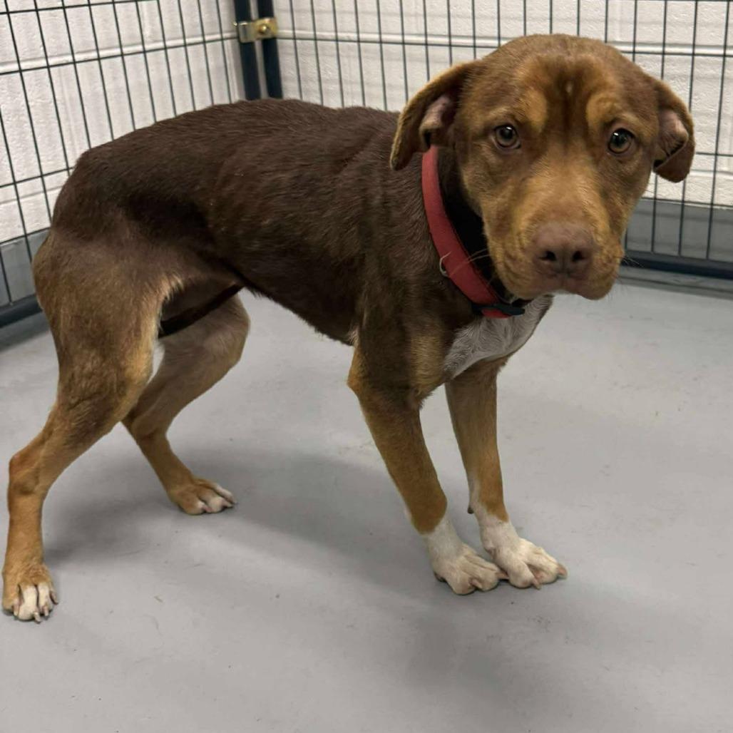 Bambi, Adoptable, Young Female Hound & Pit Bull Terrier.