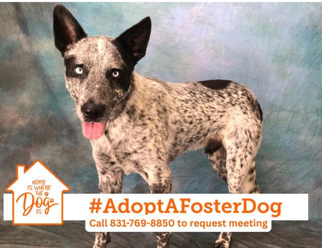 Enlarge SPROUT, a Adoptable Australian Cattle Dog / Blue Heeler in Salinas, CA image 1/1