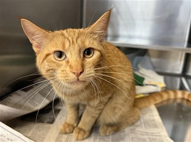 Enlarge SYLVIE, a Adoptable Domestic Short Hair in Aurora, IL image 1/1