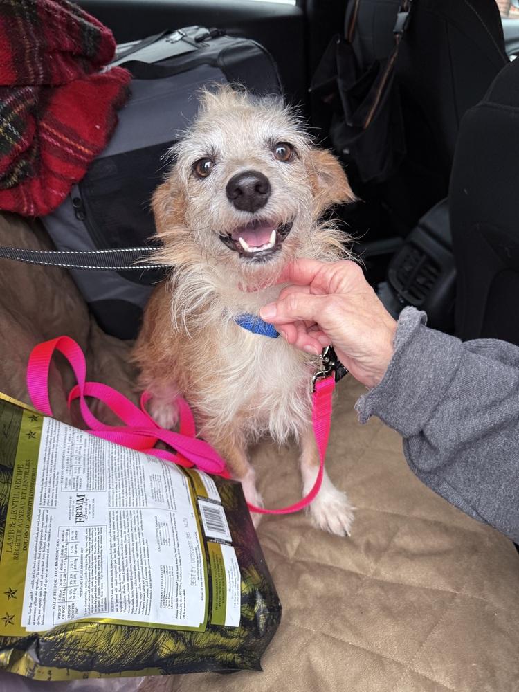 Chase, Adoptable, Adult Male Chihuahua & Mixed Breed.