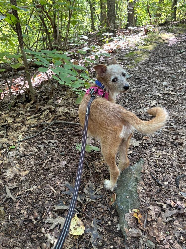 Enlarge Chase, a Adoptable mixed breed in Saugus, MA image 2/6
