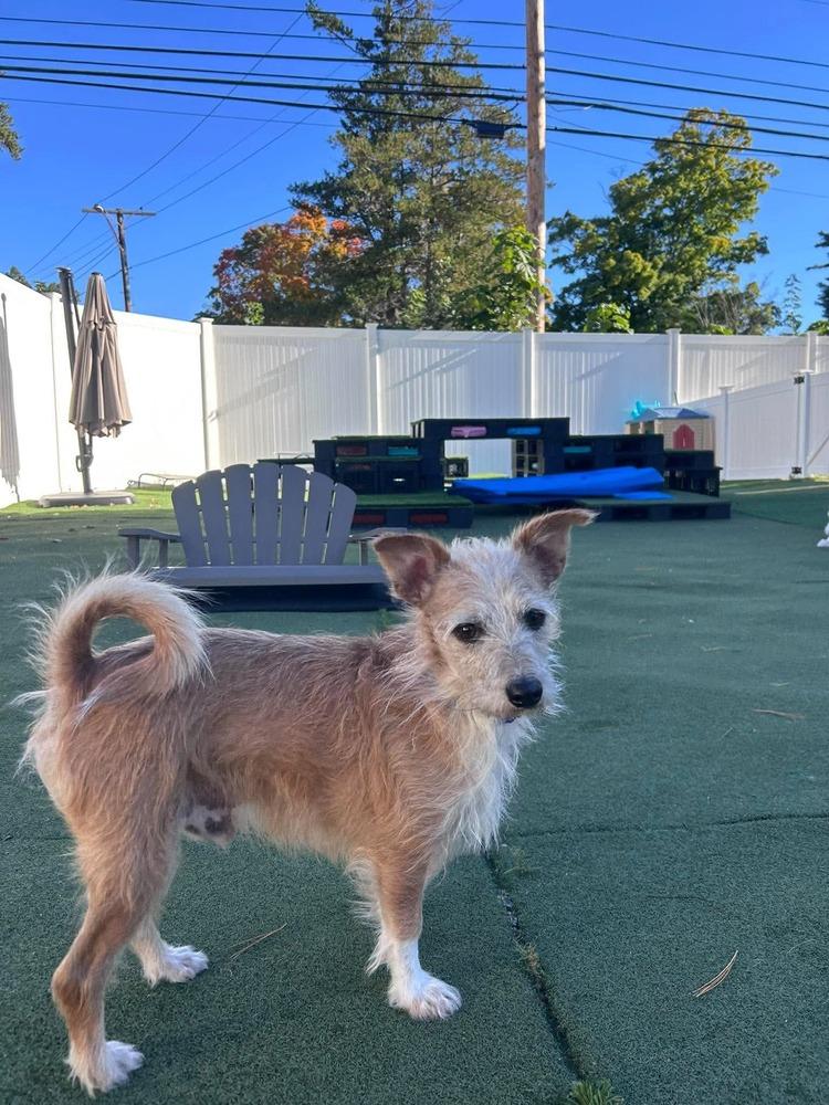 Enlarge Chase, a Adoptable mixed breed in Saugus, MA image 6/6