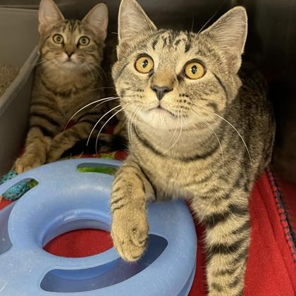 Ted, ADOPTABLE, Kitten Male Domestic Short Hair & Tabby.