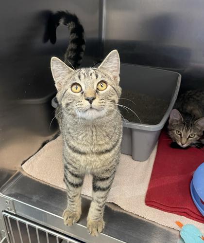 Enlarge Ted, a ADOPTABLE mixed breed in Tinley Park, IL image 2/3