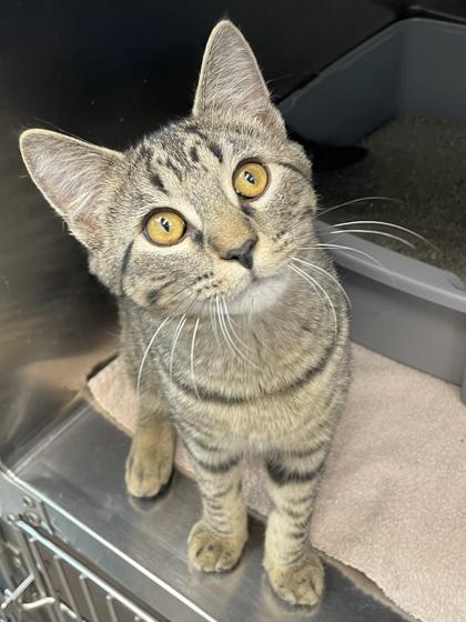 Enlarge Ted, a ADOPTABLE mixed breed in Tinley Park, IL image 3/3