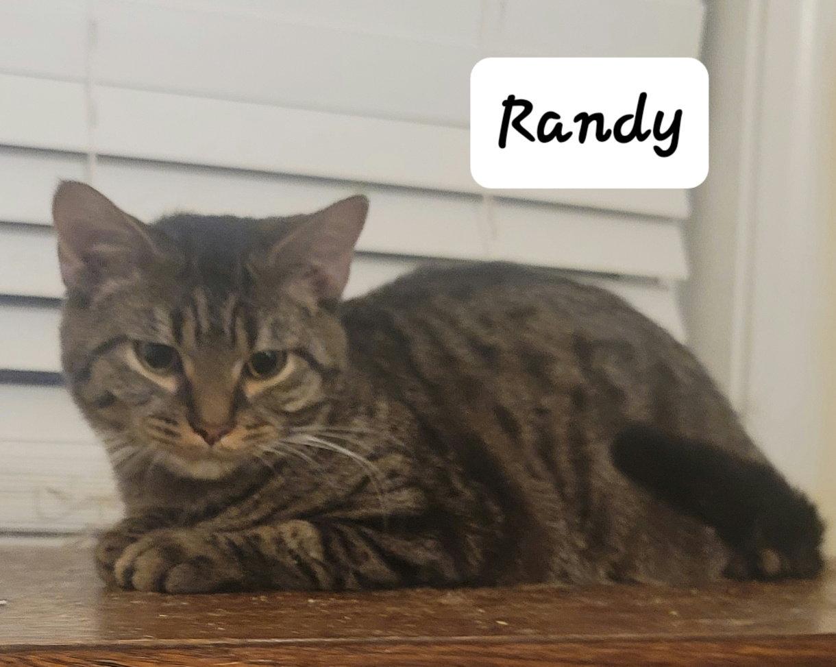 Randy, Adoptable, Kitten Male Tabby.