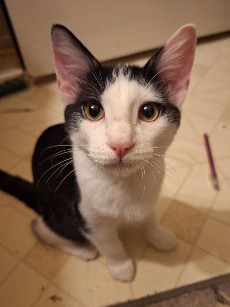 Ace, Adoptable, Kitten Male Domestic Medium Hair.