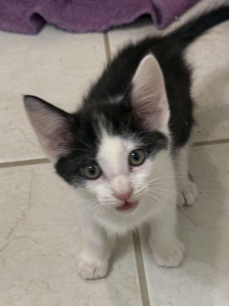 Enlarge Ace, a Adoptable Domestic Medium Hair in Lancaster, CA image 2/3