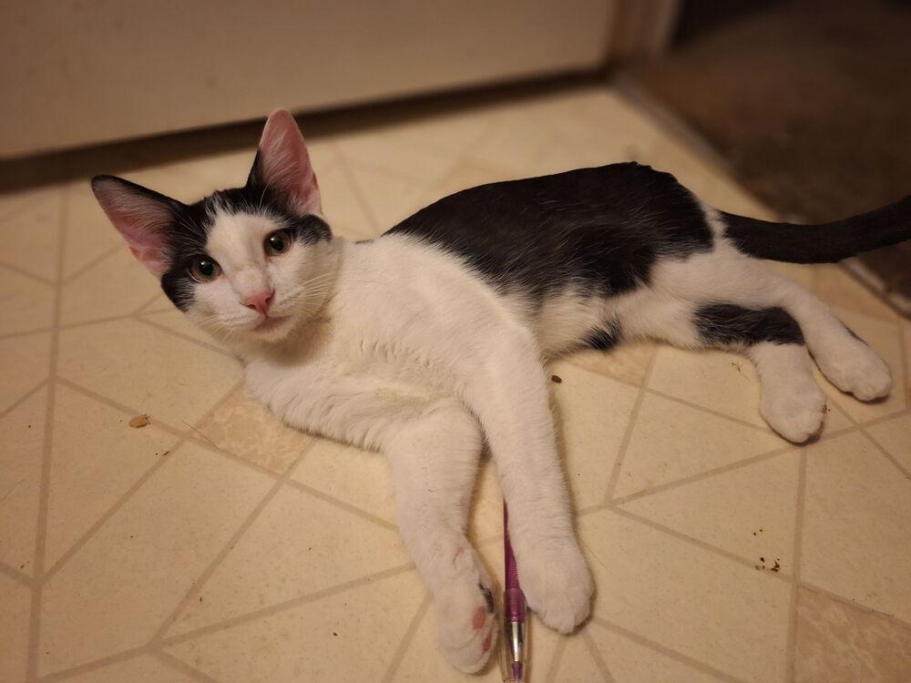 Enlarge Ace, a Adoptable Domestic Medium Hair in Lancaster, CA image 3/3