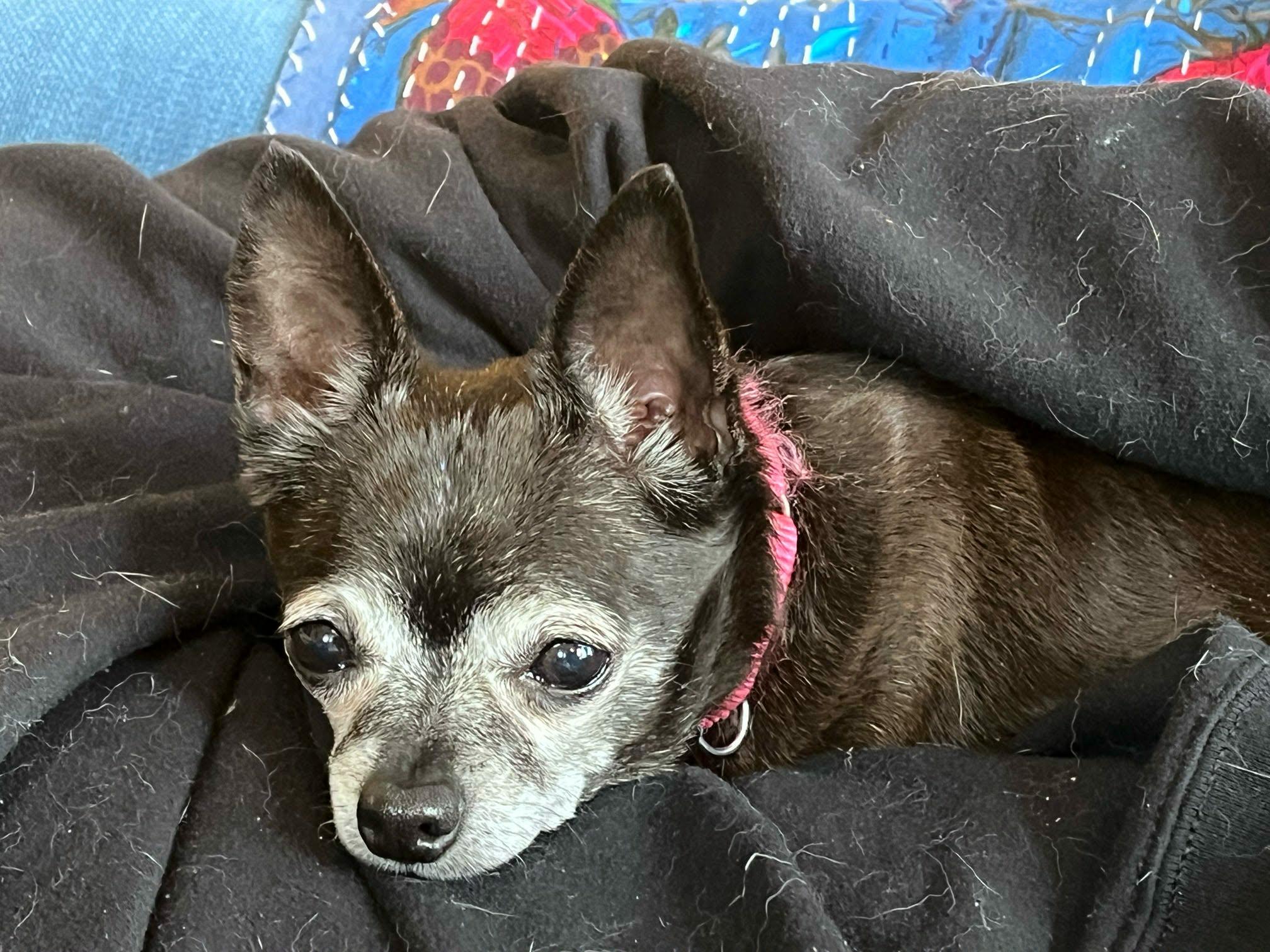 Enlarge Paris, a ADOPTABLE mixed breed in De Pere, WI image 4/4