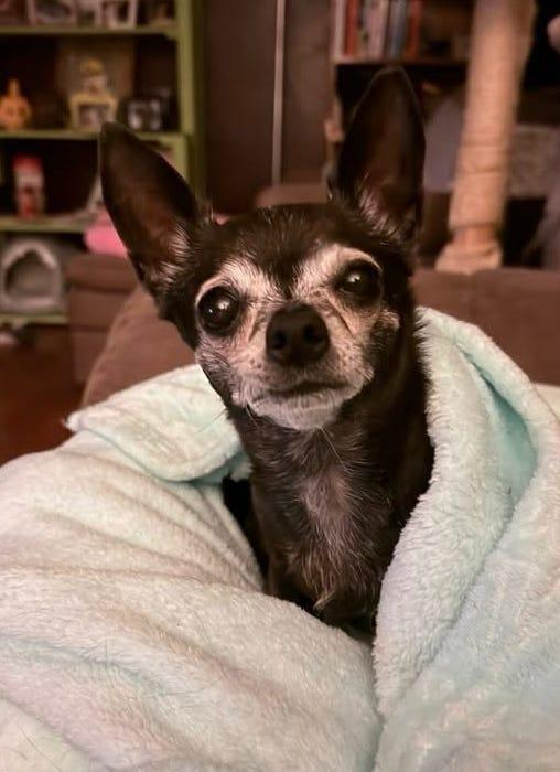 Paris, ADOPTABLE, Senior Female Chihuahua.