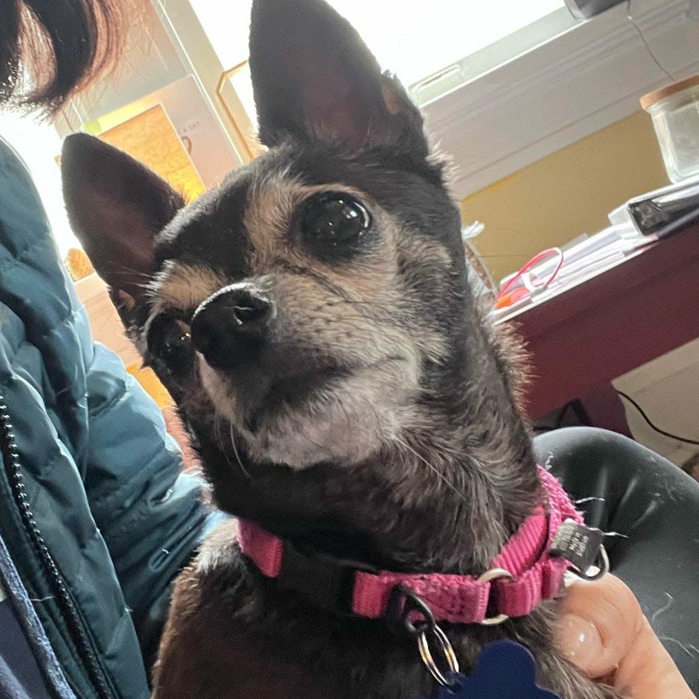Enlarge Paris, a ADOPTABLE mixed breed in De Pere, WI image 2/4