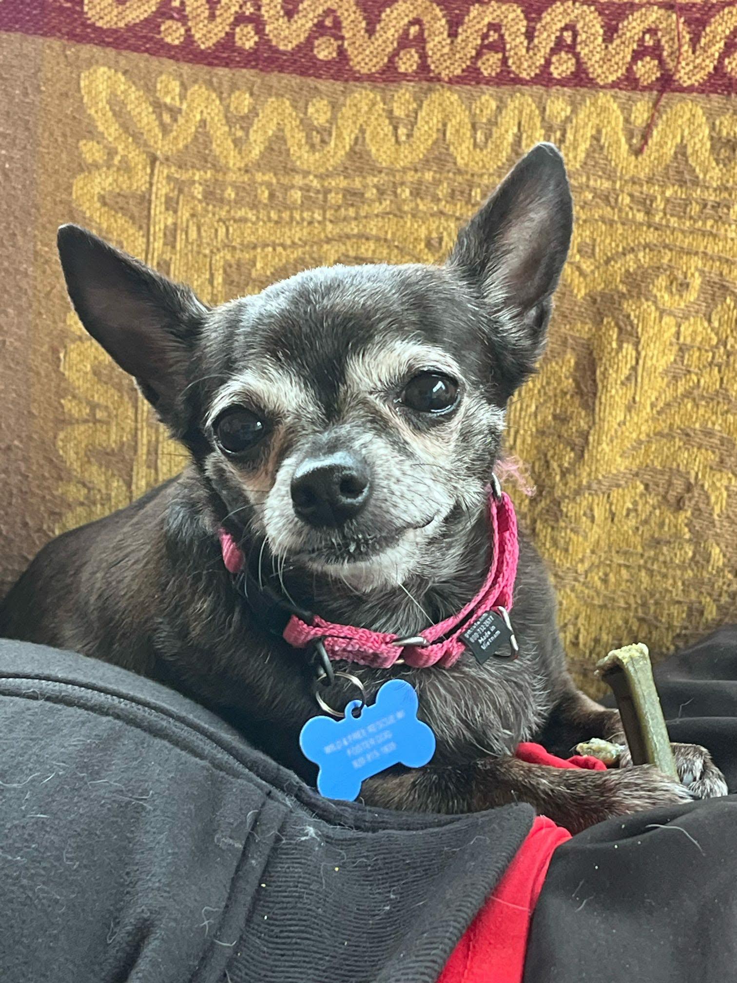 Enlarge Paris, a ADOPTABLE mixed breed in De Pere, WI image 3/4
