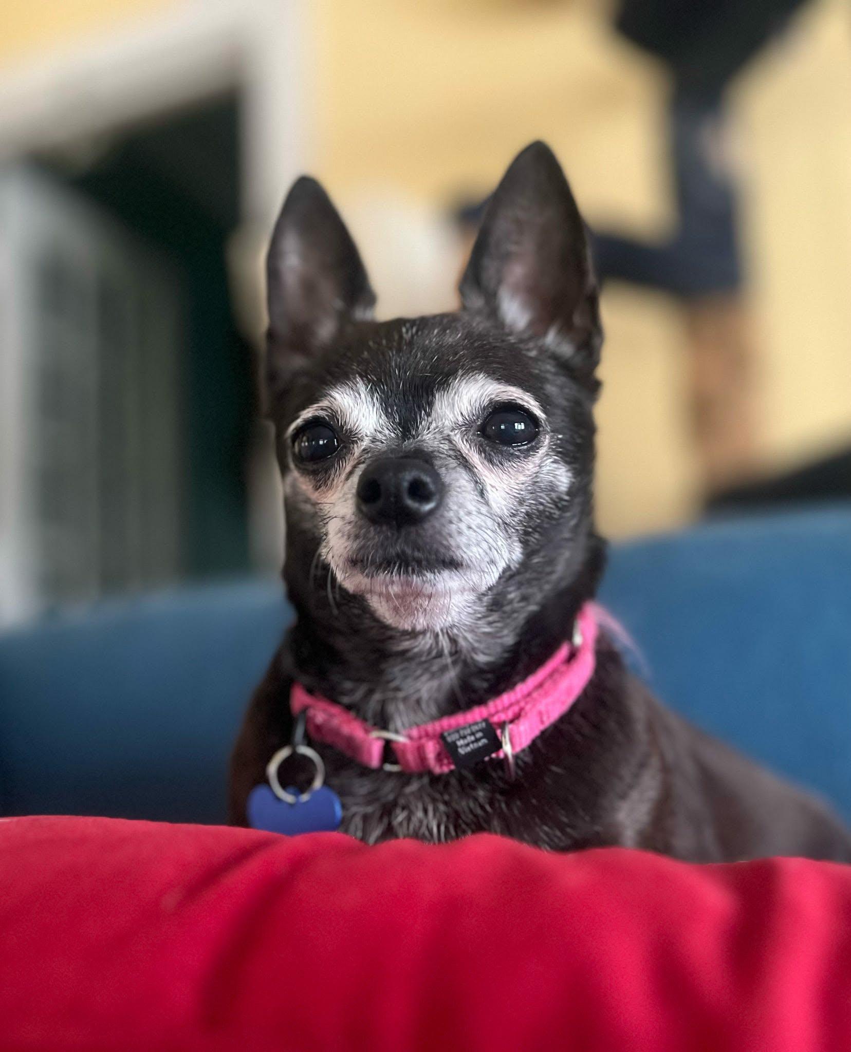 Paris, ADOPTABLE, Senior Female Chihuahua.