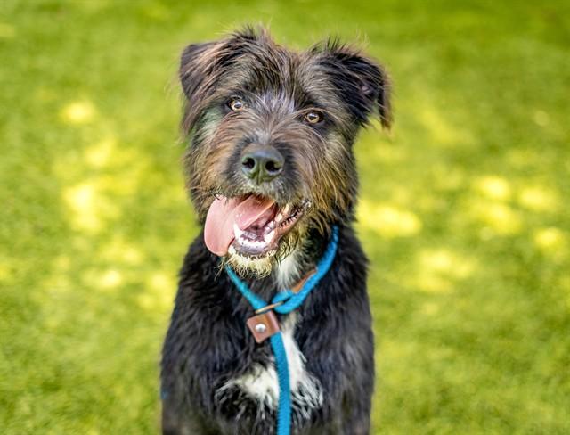 ONYX, Adoptable, Young Male Giant Schnauzer & Mixed Breed.