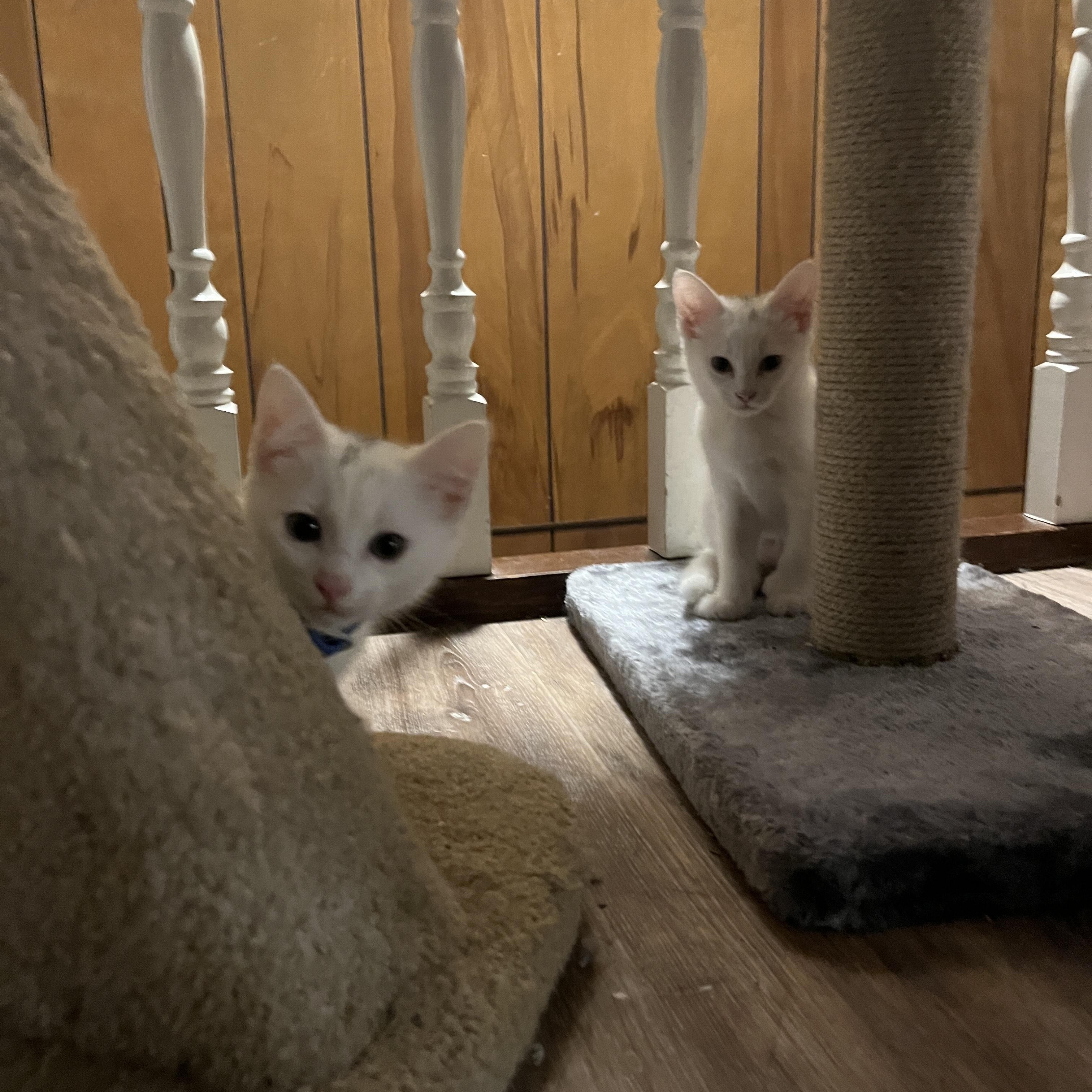 Flint (bonded with Chicken), a Adoptable Domestic Short Hair in Silverton, OR image 1/5