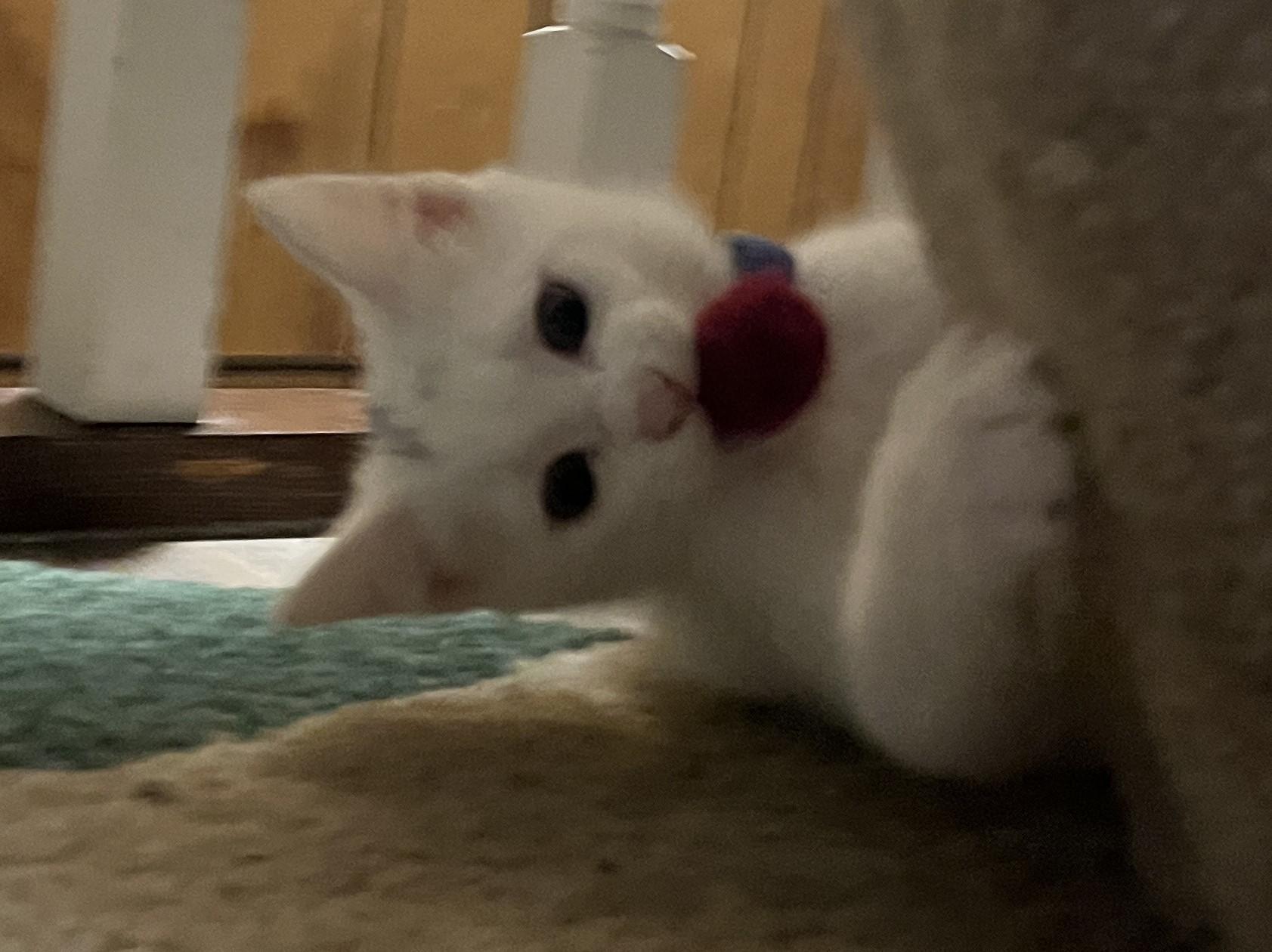 Flint (bonded with Chicken)