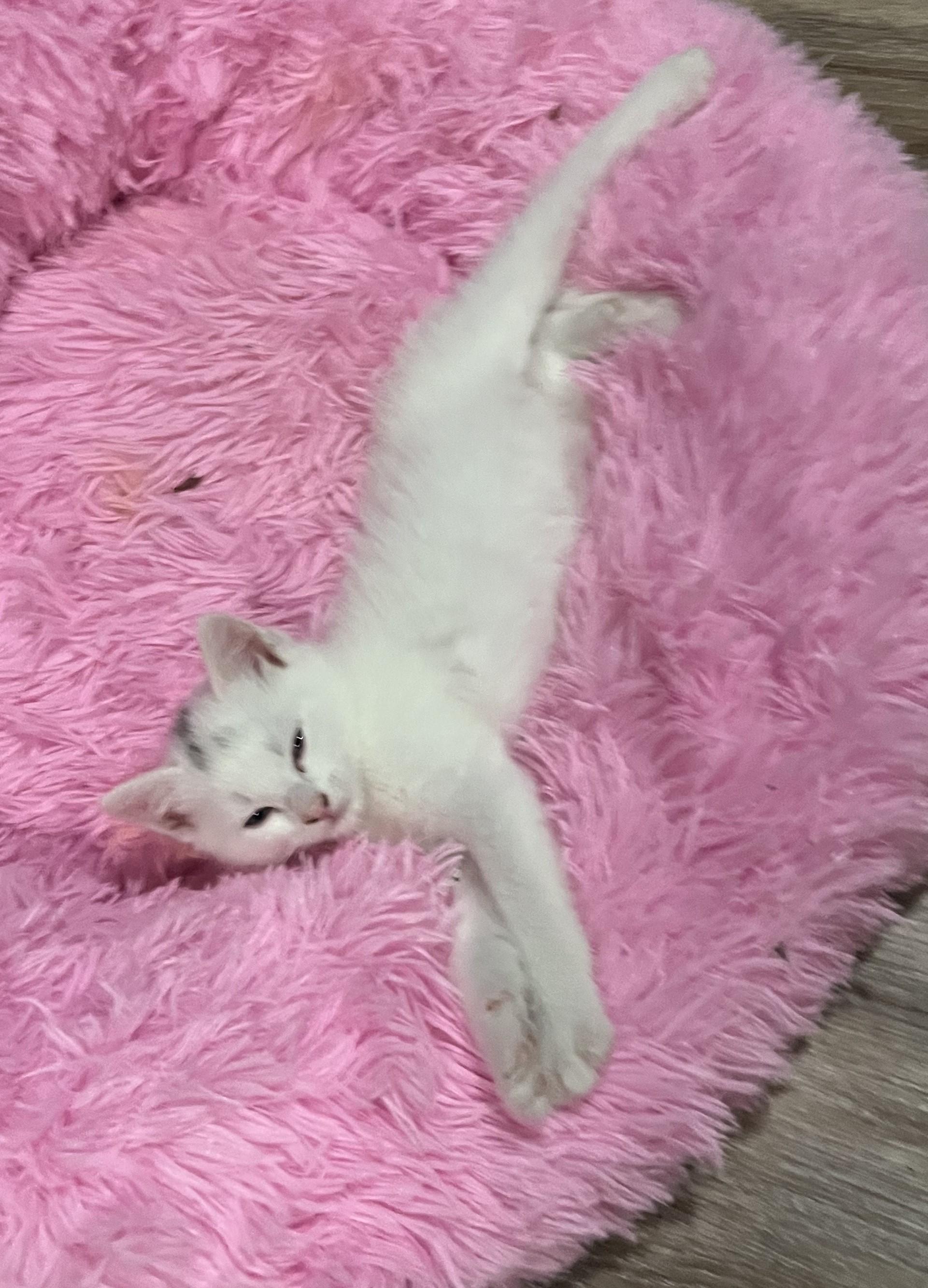 Flint (bonded with Chicken), a Adoptable Domestic Short Hair in Silverton, OR image 4/5