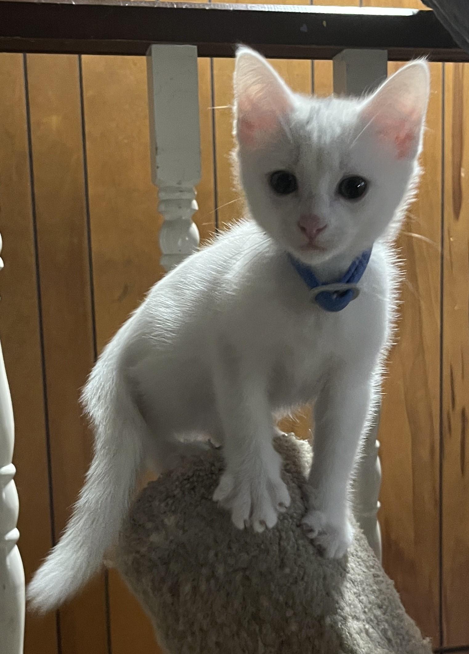 Flint (bonded with Chicken), a Adoptable Domestic Short Hair in Silverton, OR image 5/5