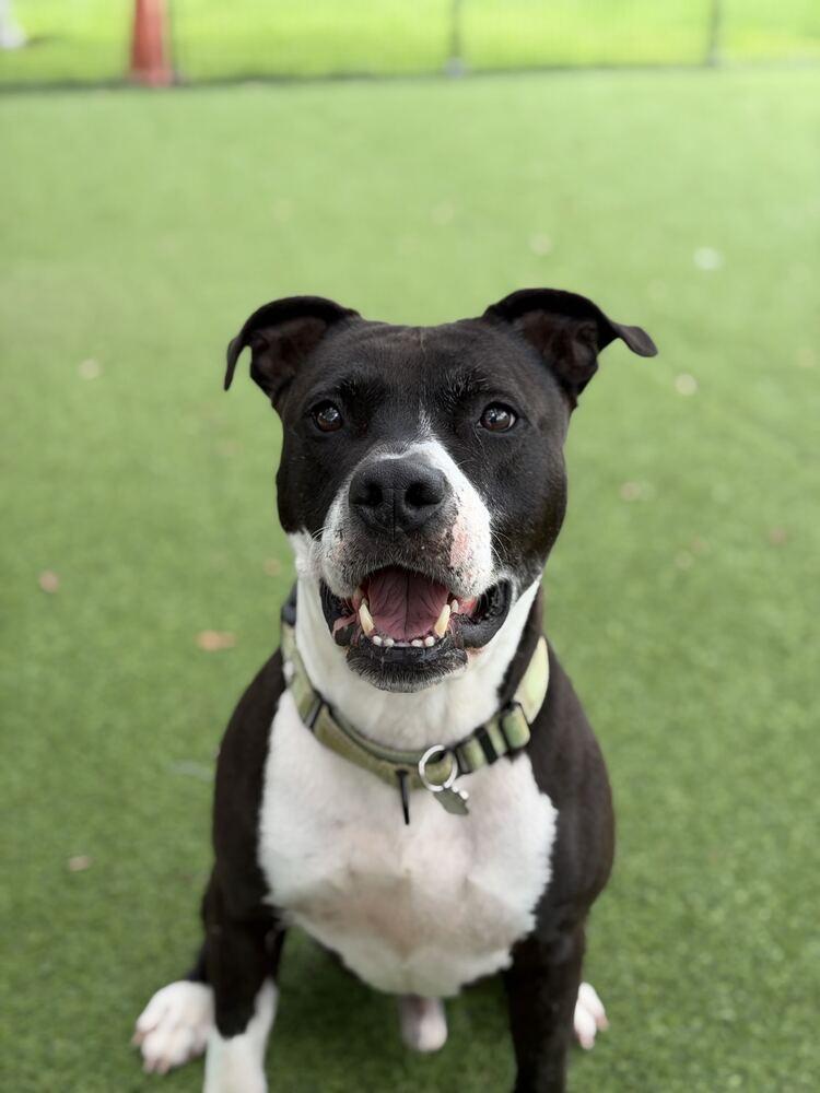 Enlarge Biff, a Adoptable mixed breed in Lakeland, FL image 2/6