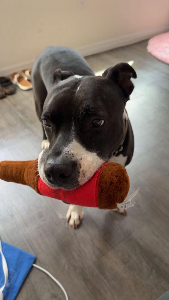 Enlarge Biff, a Adoptable mixed breed in Lakeland, FL image 3/6