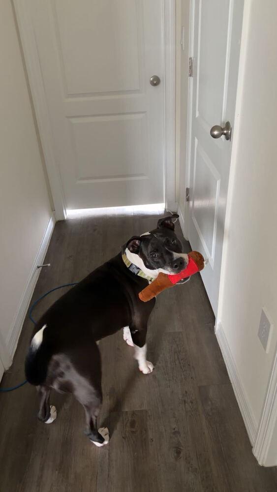 Enlarge Biff, a Adoptable mixed breed in Lakeland, FL image 6/6